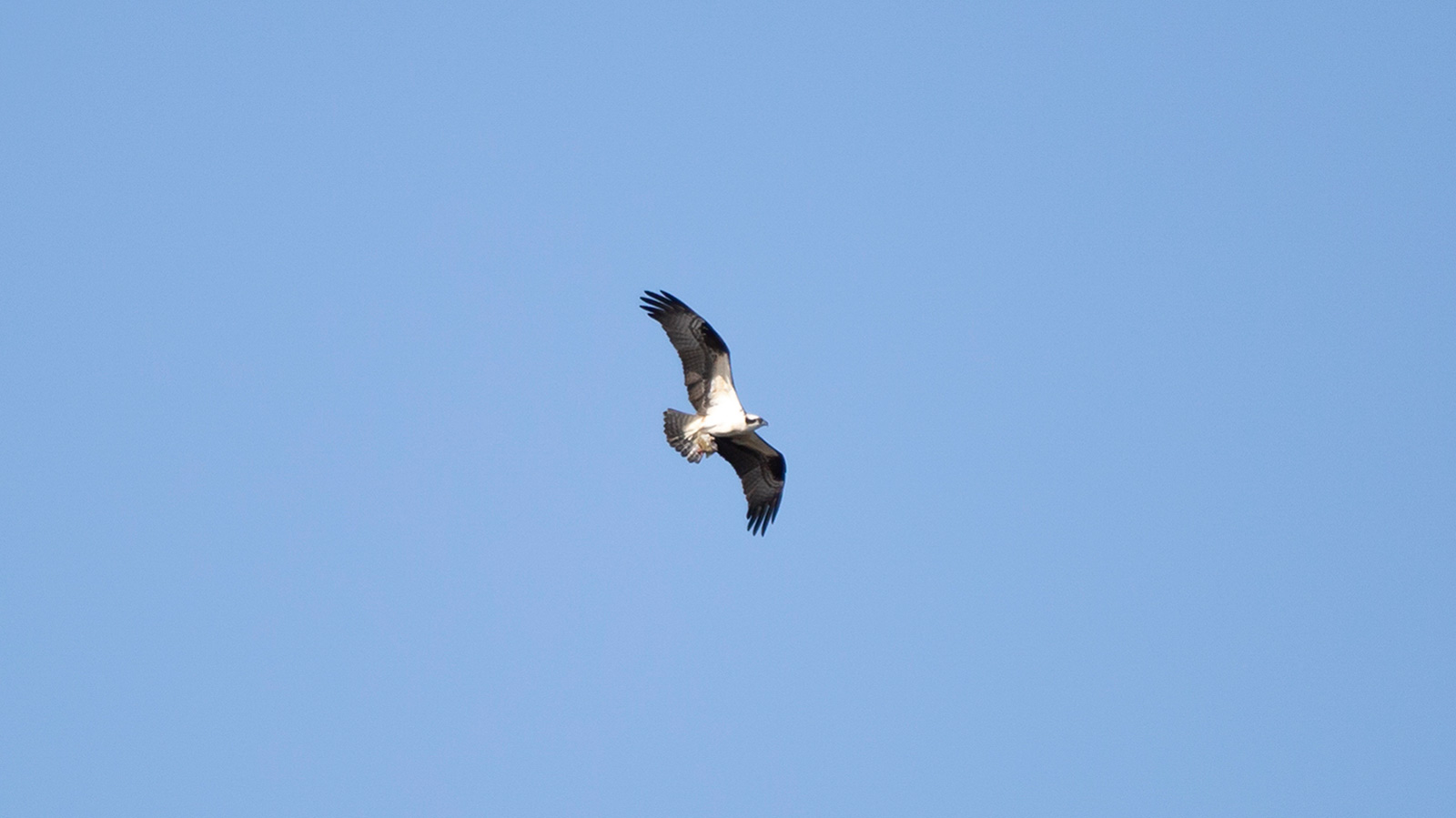 Osprey soaring through the sky