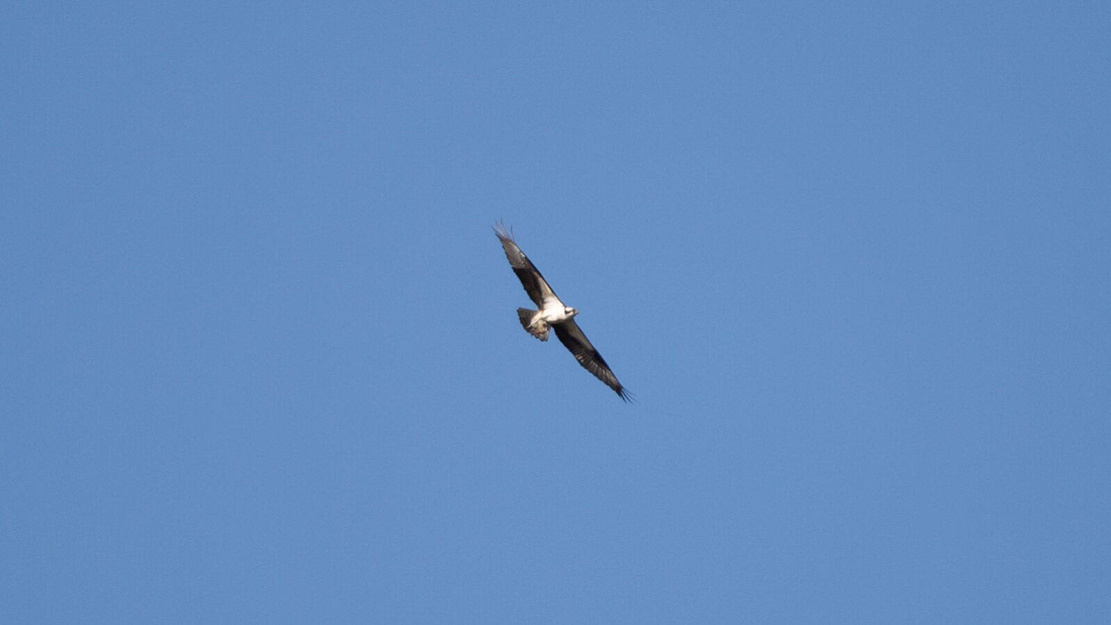Osprey soaring through blue sky