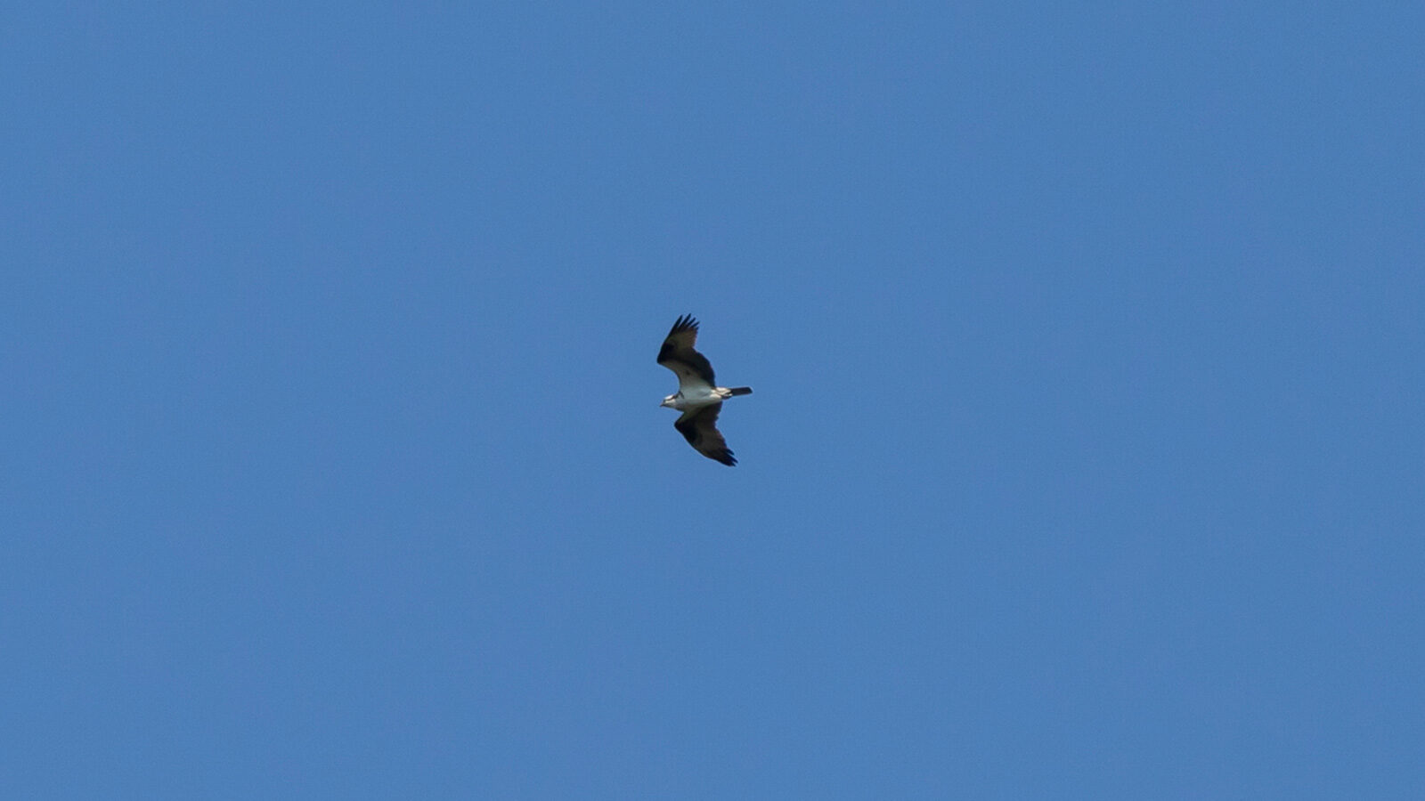 Osprey soaring through blue sky