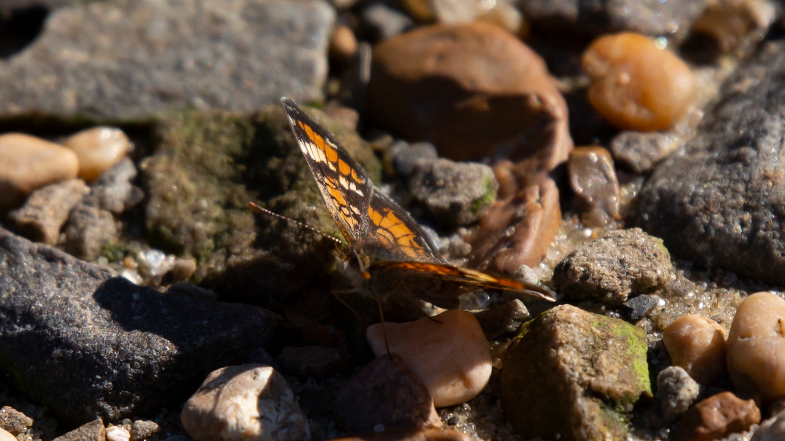 Phaon Crescent
