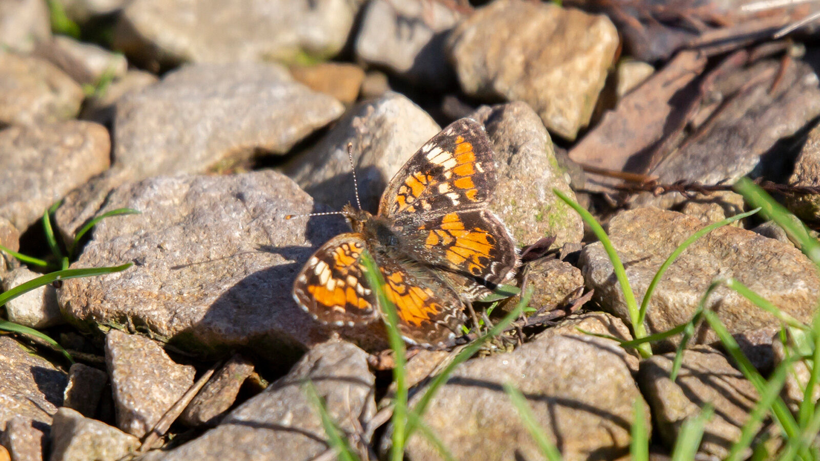 Phaon crescent butterfly standing on rocks