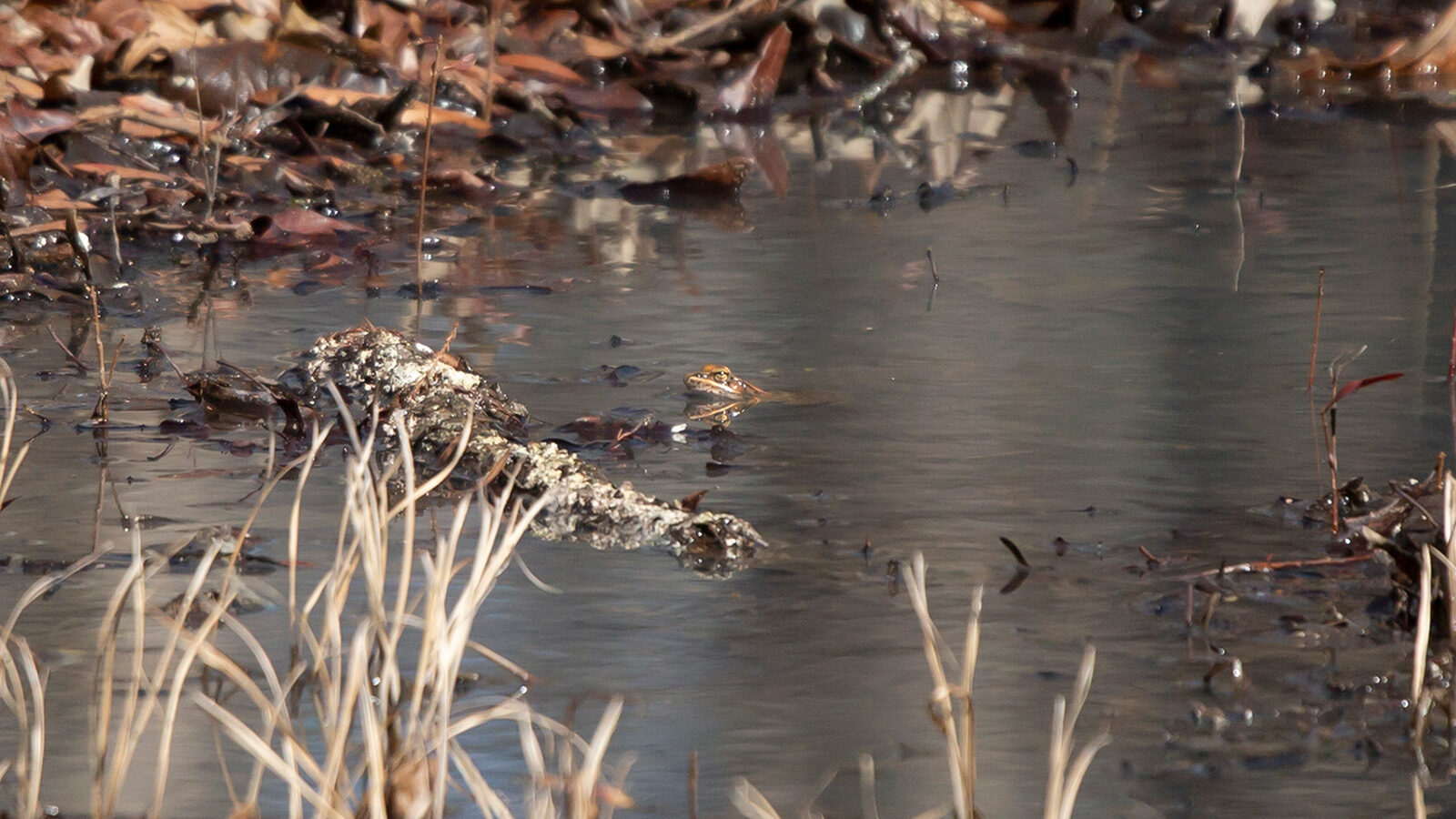 Pickerel frog swimming with its head above water