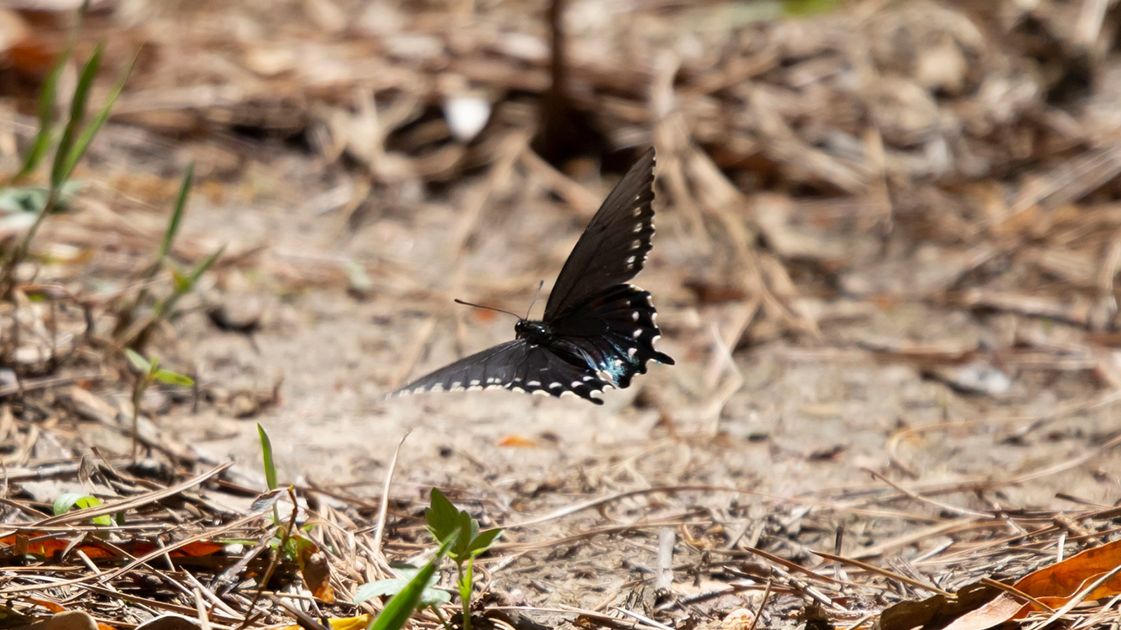 Pipevine swallowtail butterfly flying close to the ground