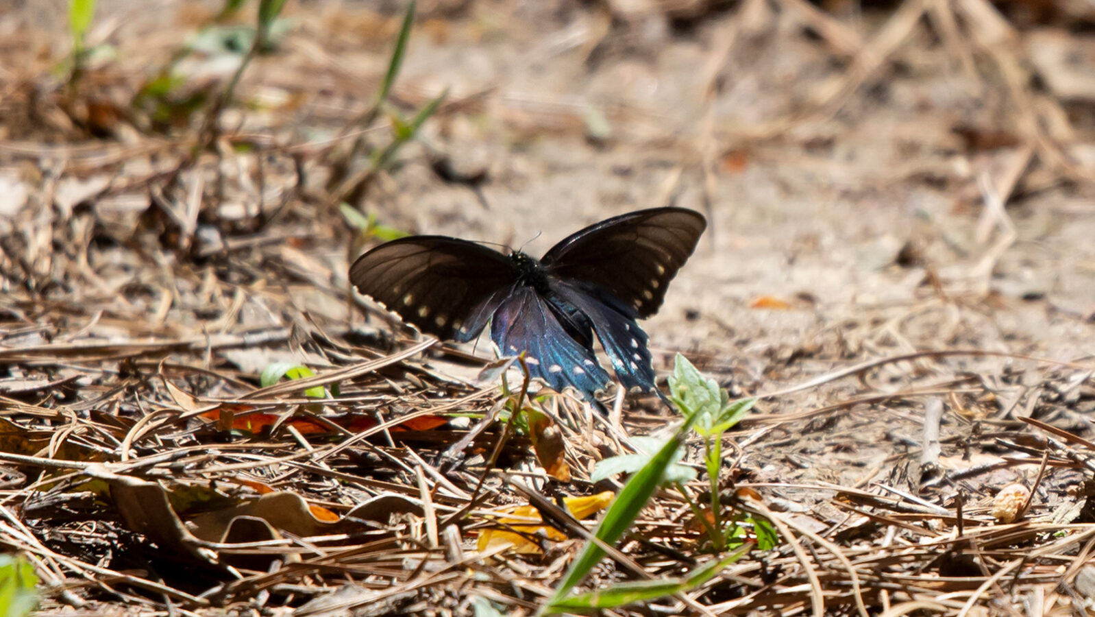 Pipevine swallowtail butterfly flying close to the ground
