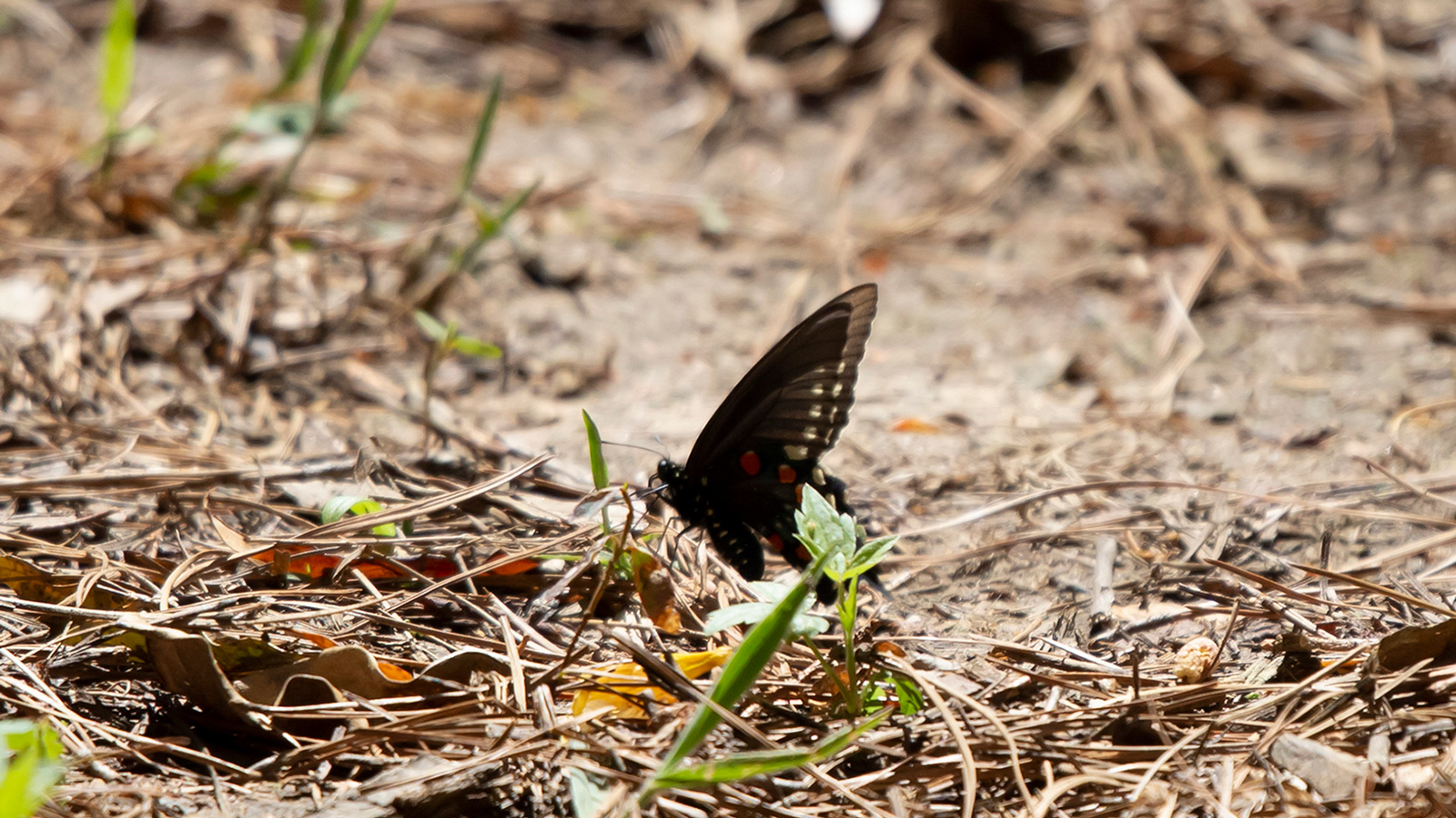 Pipevine Swallowtail