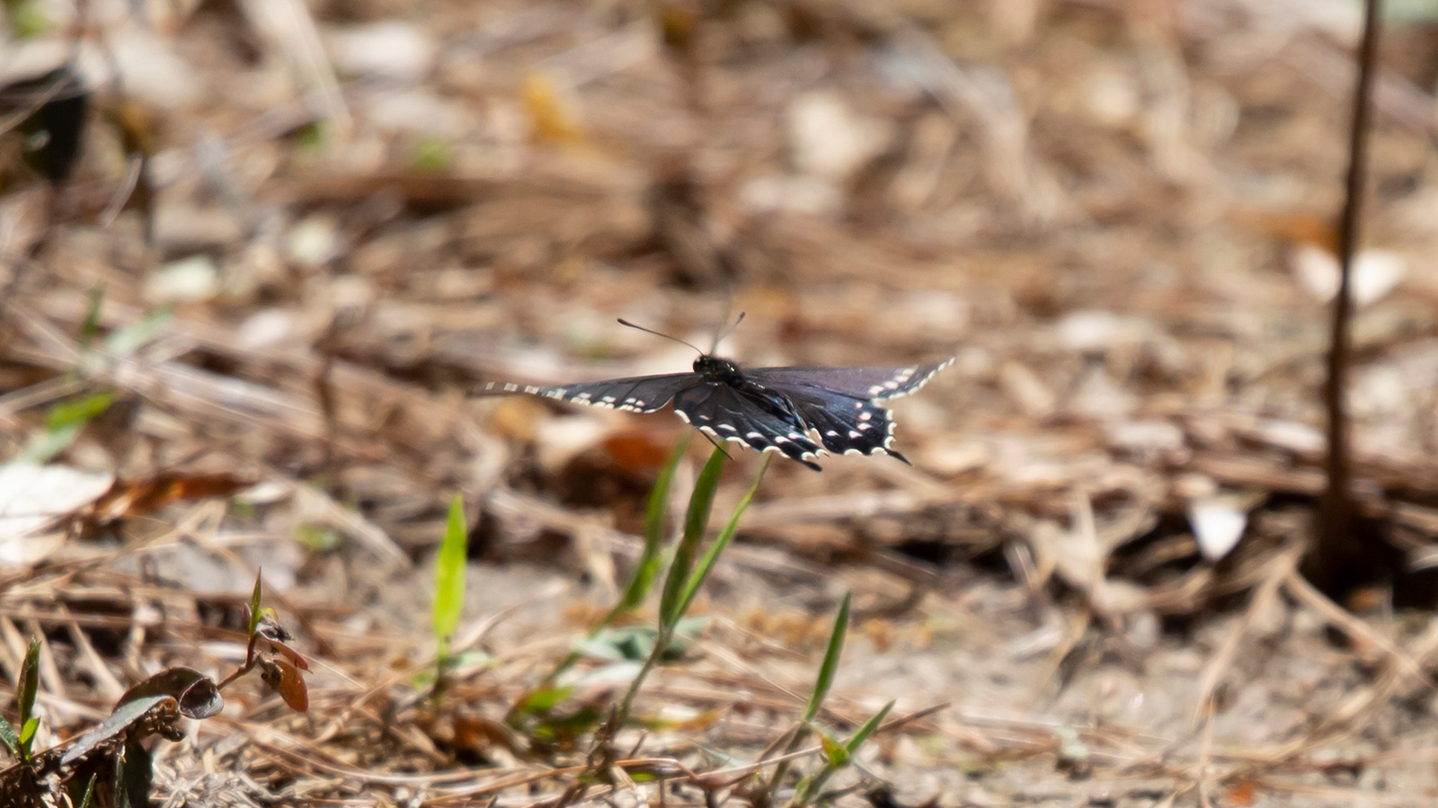 Pipevine swallowtail butterfly flying close to the ground