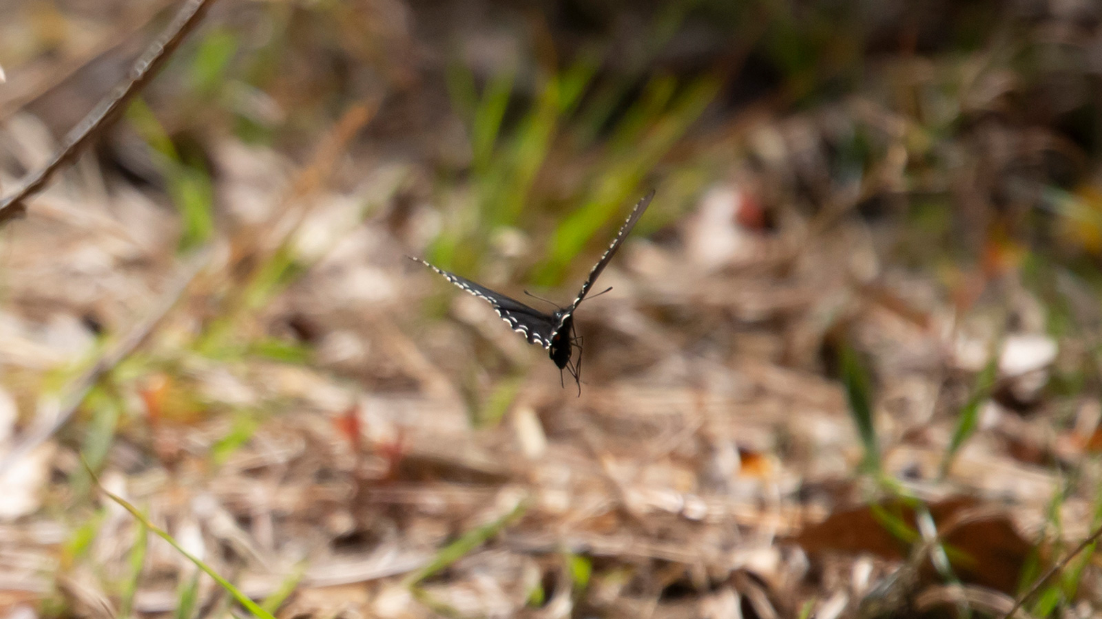 Pipevine swallowtail butterfly flying close to the ground