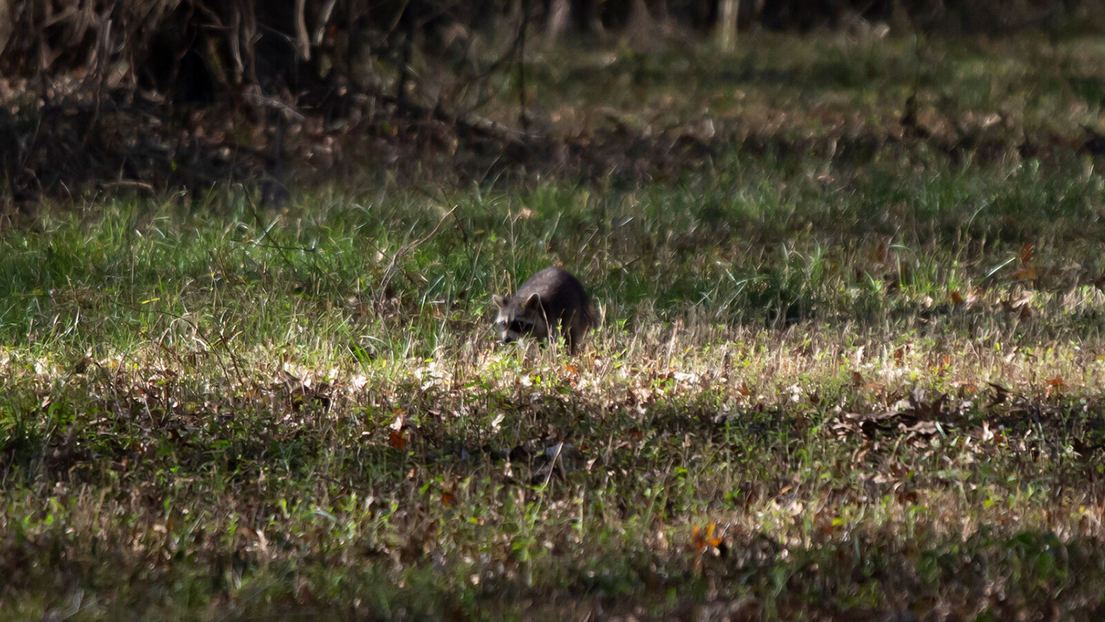 Common raccoon foraging in a field