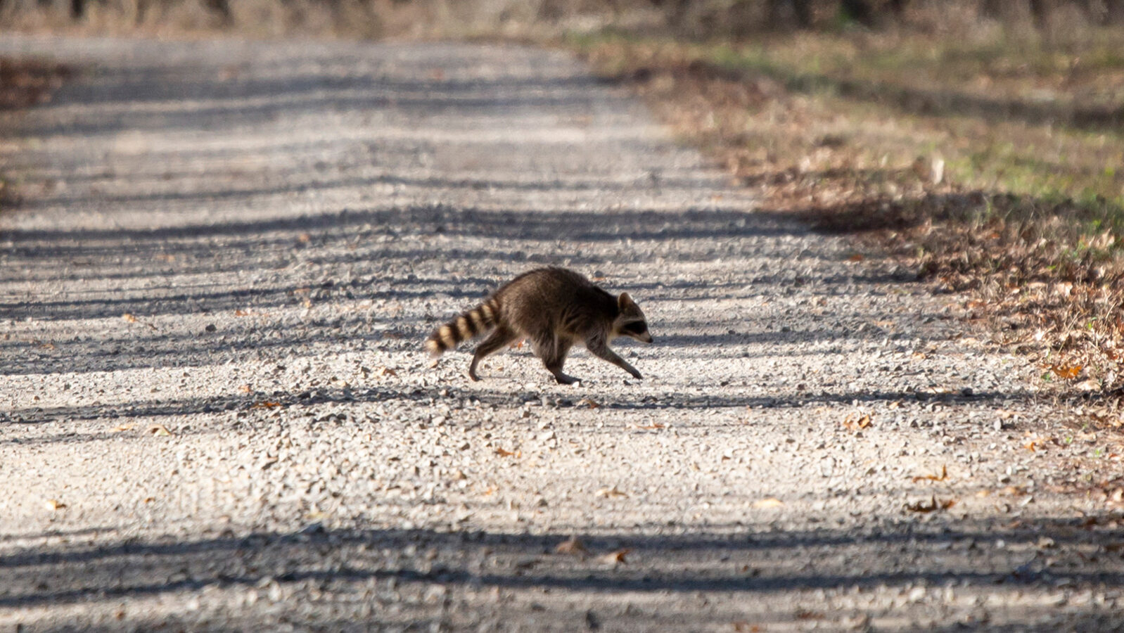 Common raccoon crossing a road
