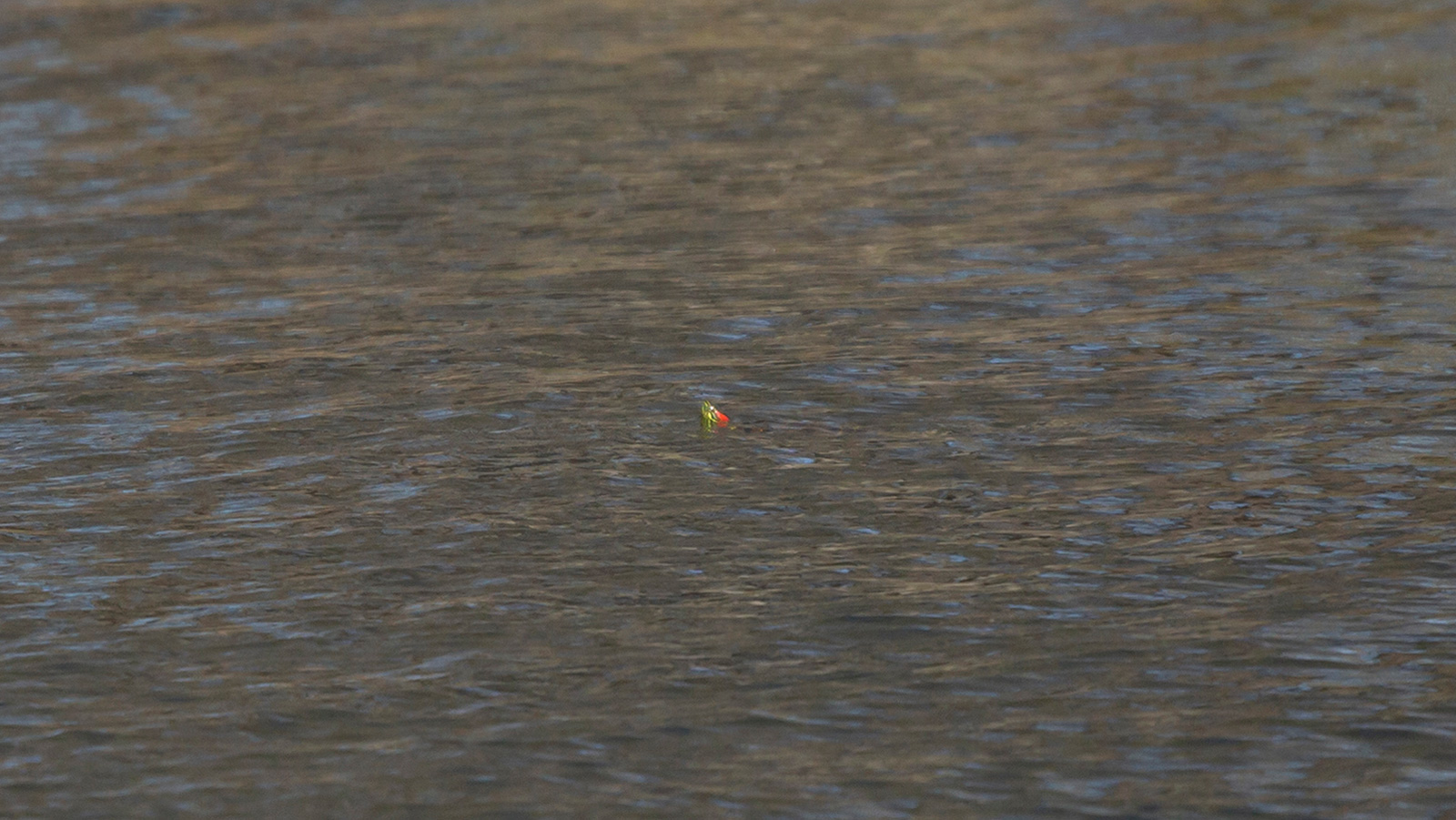Red-Eared Slider