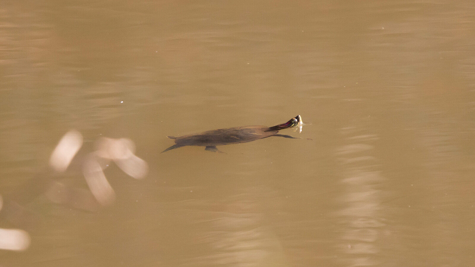 Red-eared slider swimming