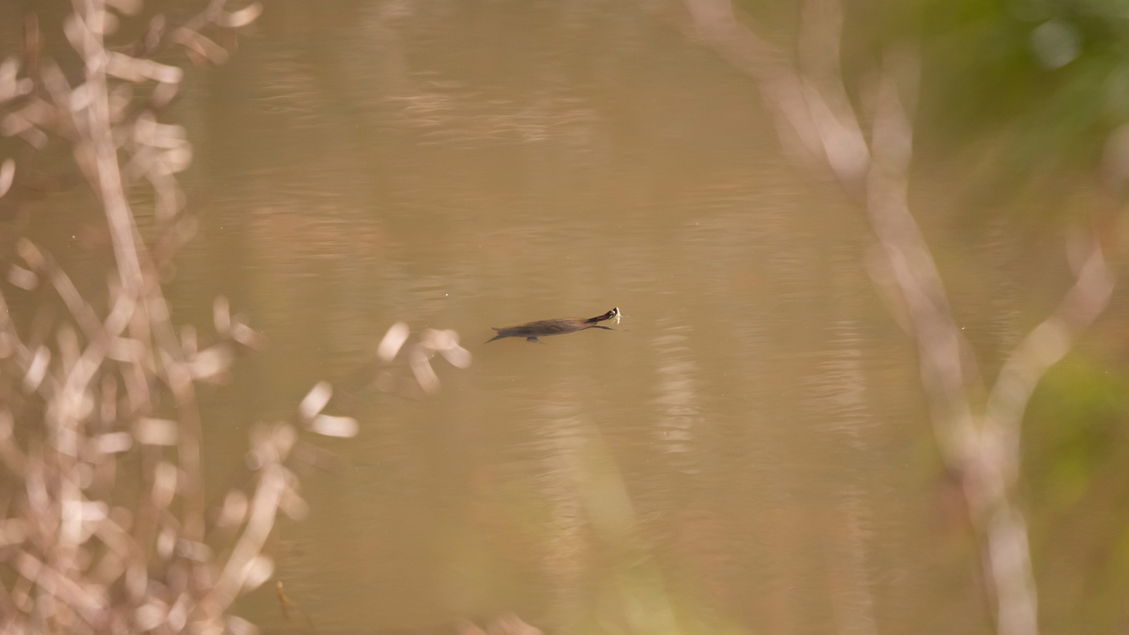 Red-eared slider swimming