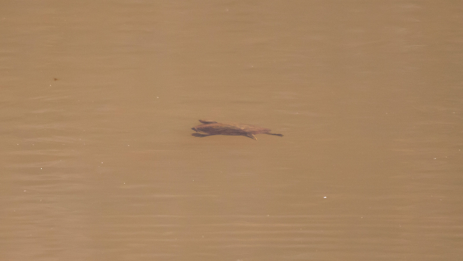 Red-eared slider swimming