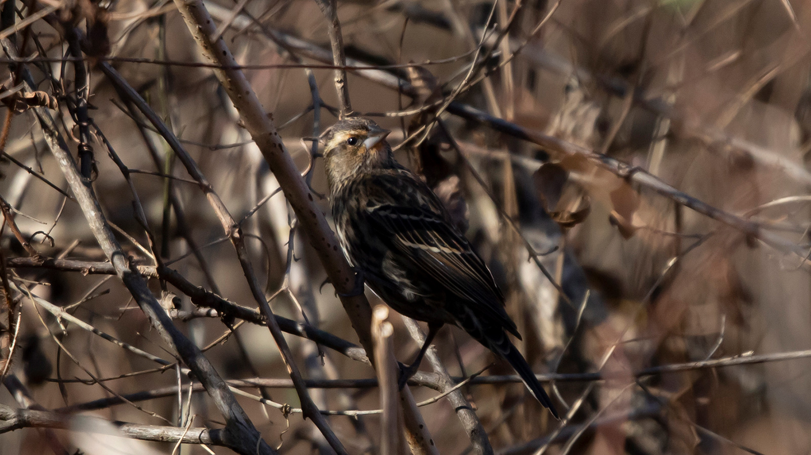 Female red-winged blackbird perched on a bare limb