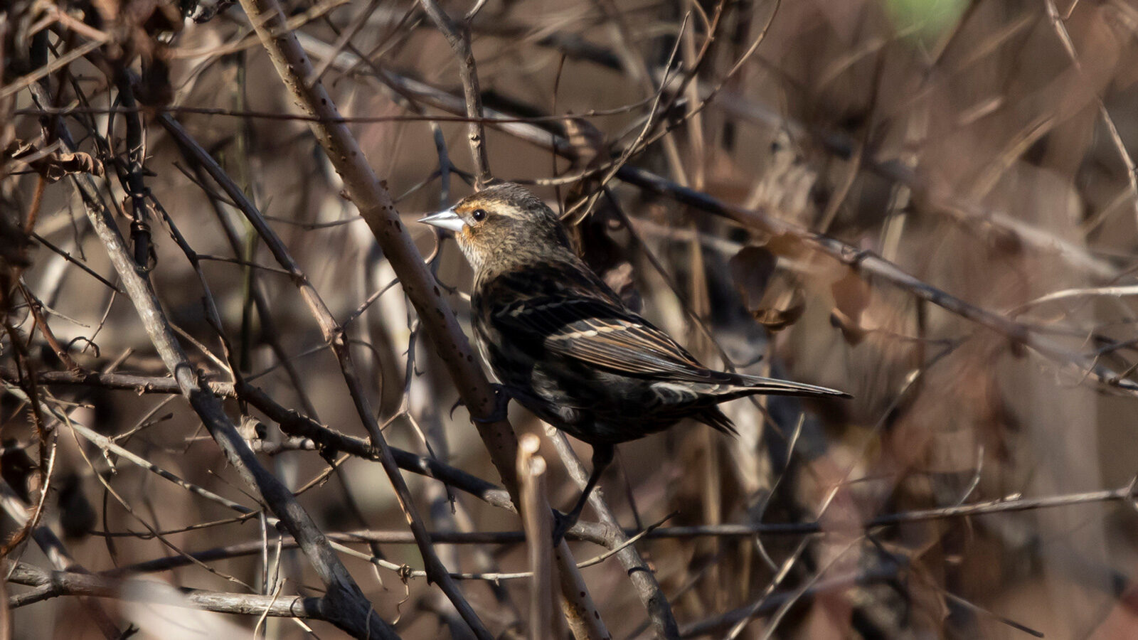 Female red-winged blackbird perched on a bare limb