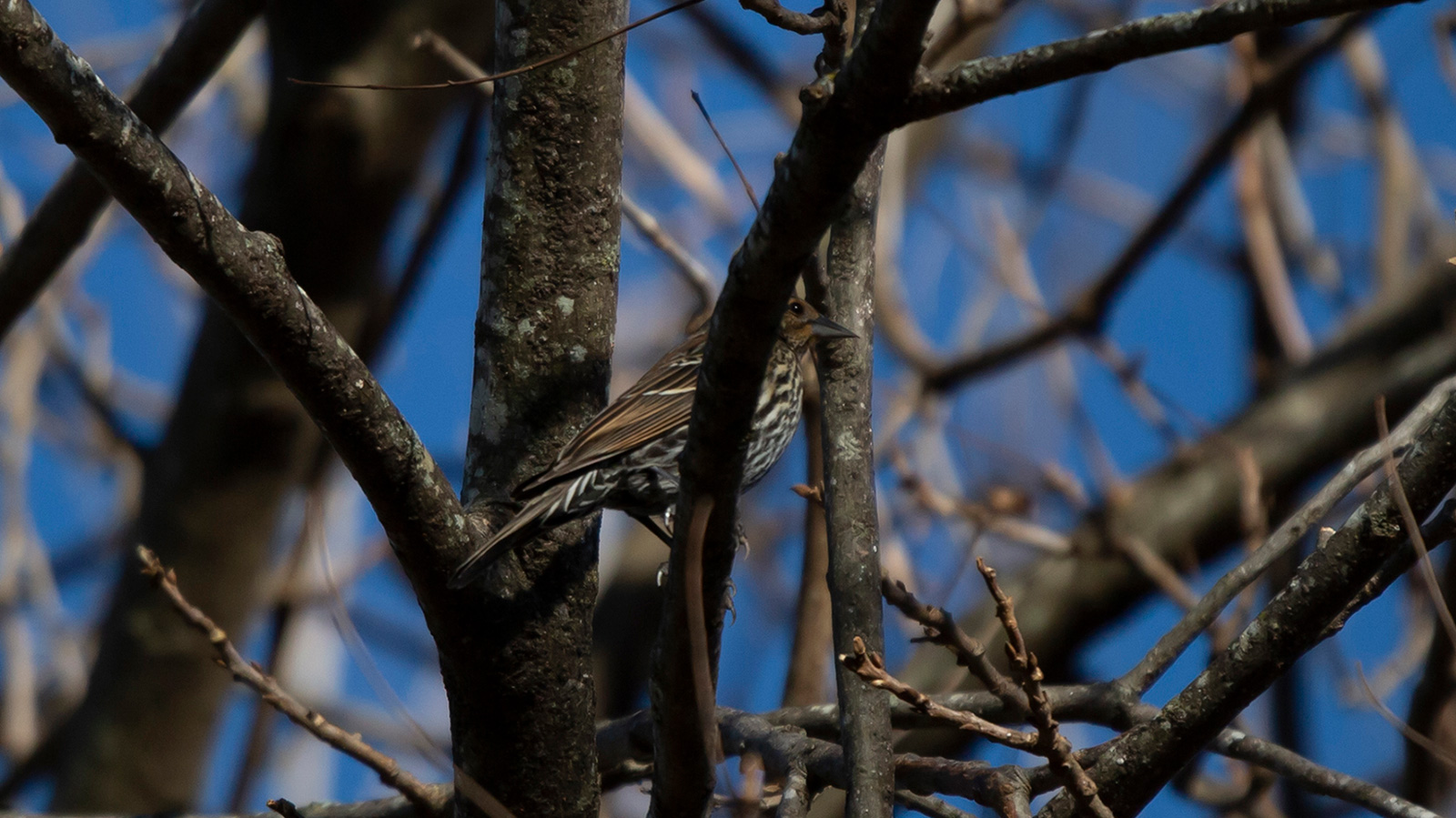 Female red-winged blackbird perched in a bare tree