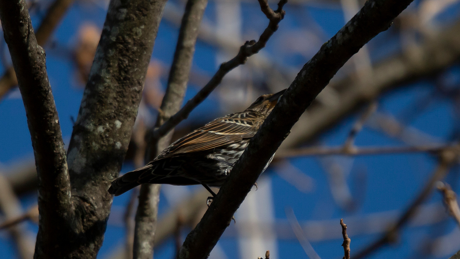 Female red-winged blackbird looking out from a perch