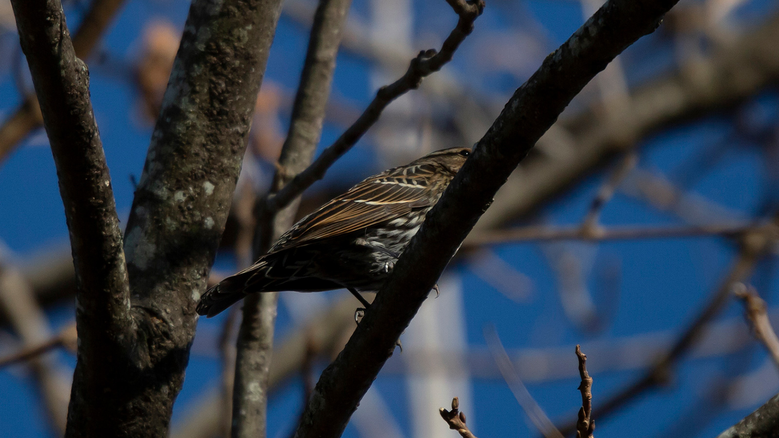 Female red-winged blackbird perched in a bare tree