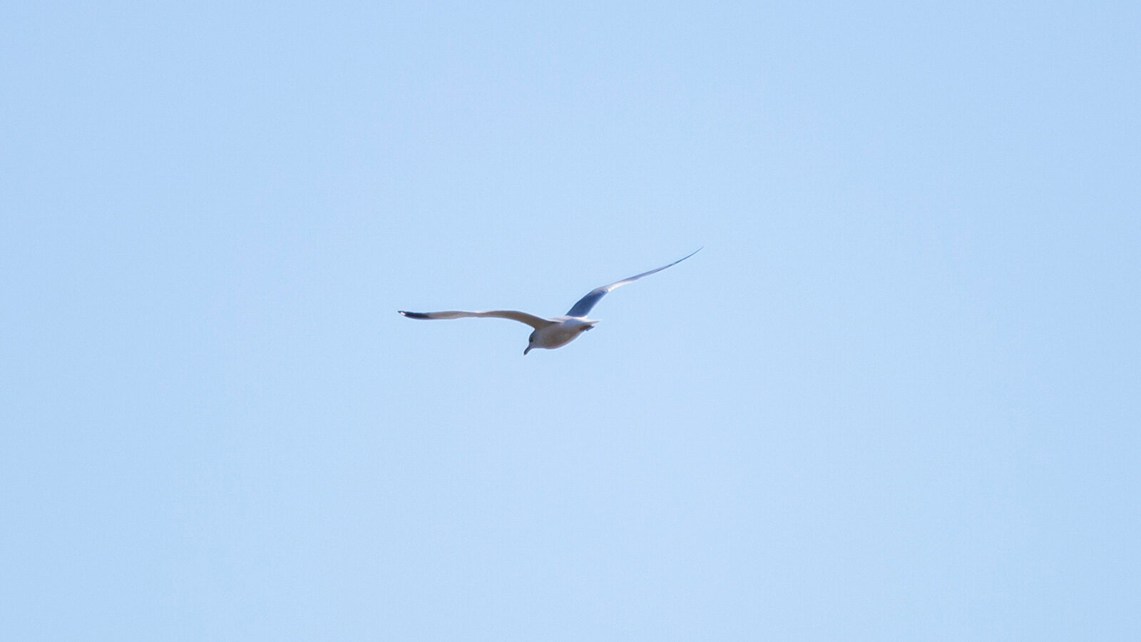 Ring-billed gull flying through blue sky
