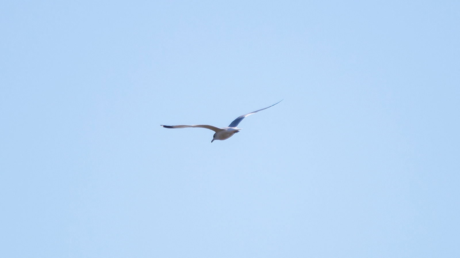 Ring-Billed Gull