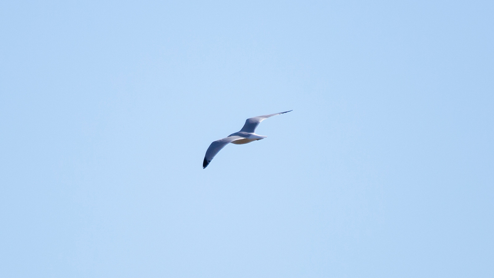 Ring-billed gull flying through blue sky