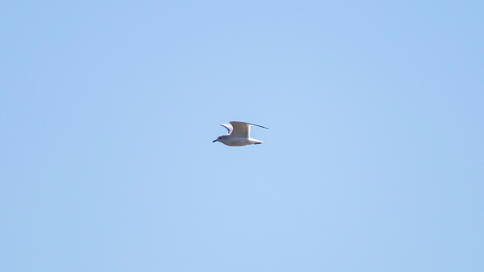 Ring-billed gull flying through blue sky