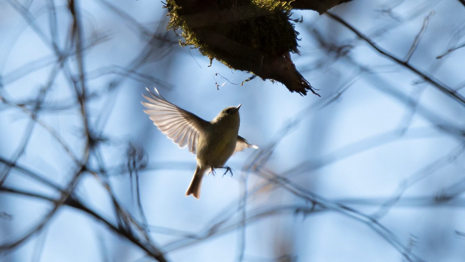 Ruby-crowned kinglet taking off