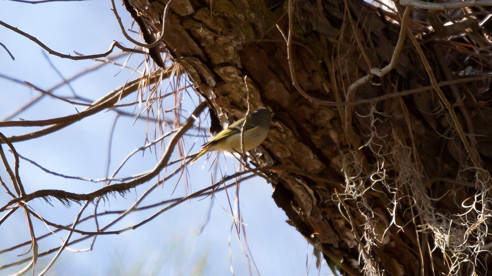 Ruby-crowned kinglet perched on a vine
