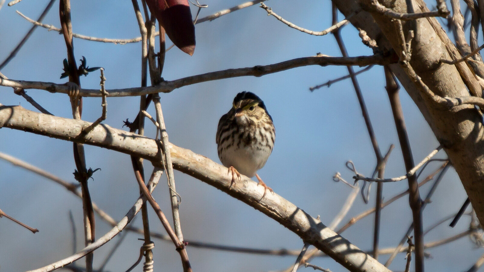 Savannah sparrow perched on a bare limb