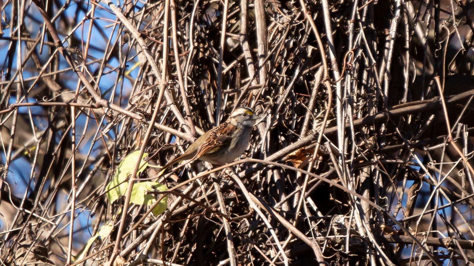 White-throated sparrow perched on a vine