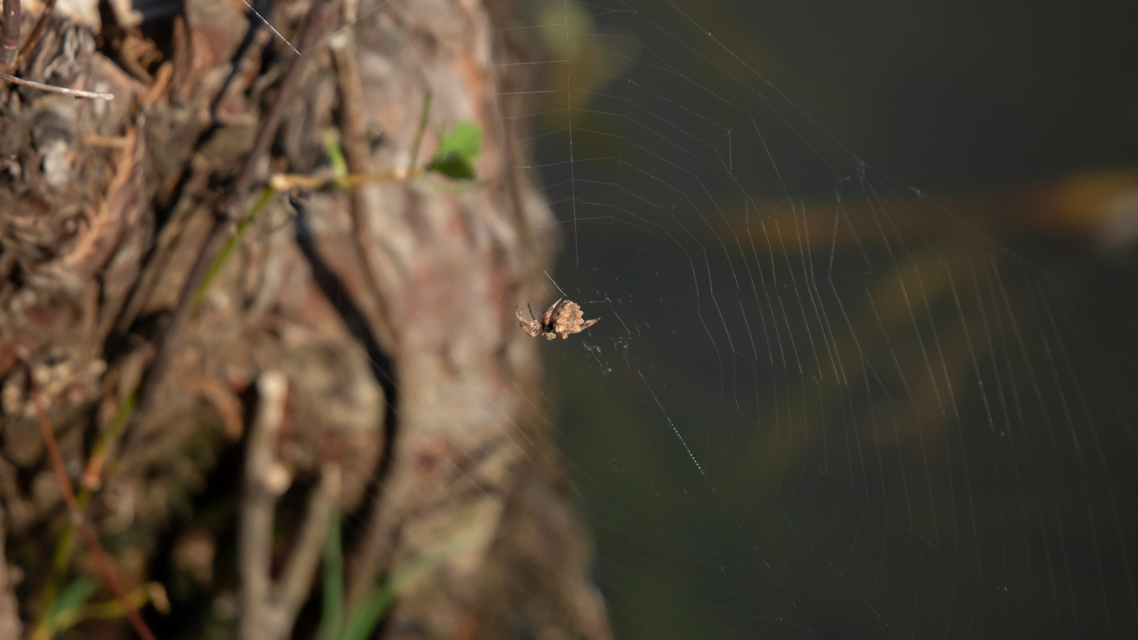 Starbellied orb weaver spider in its web