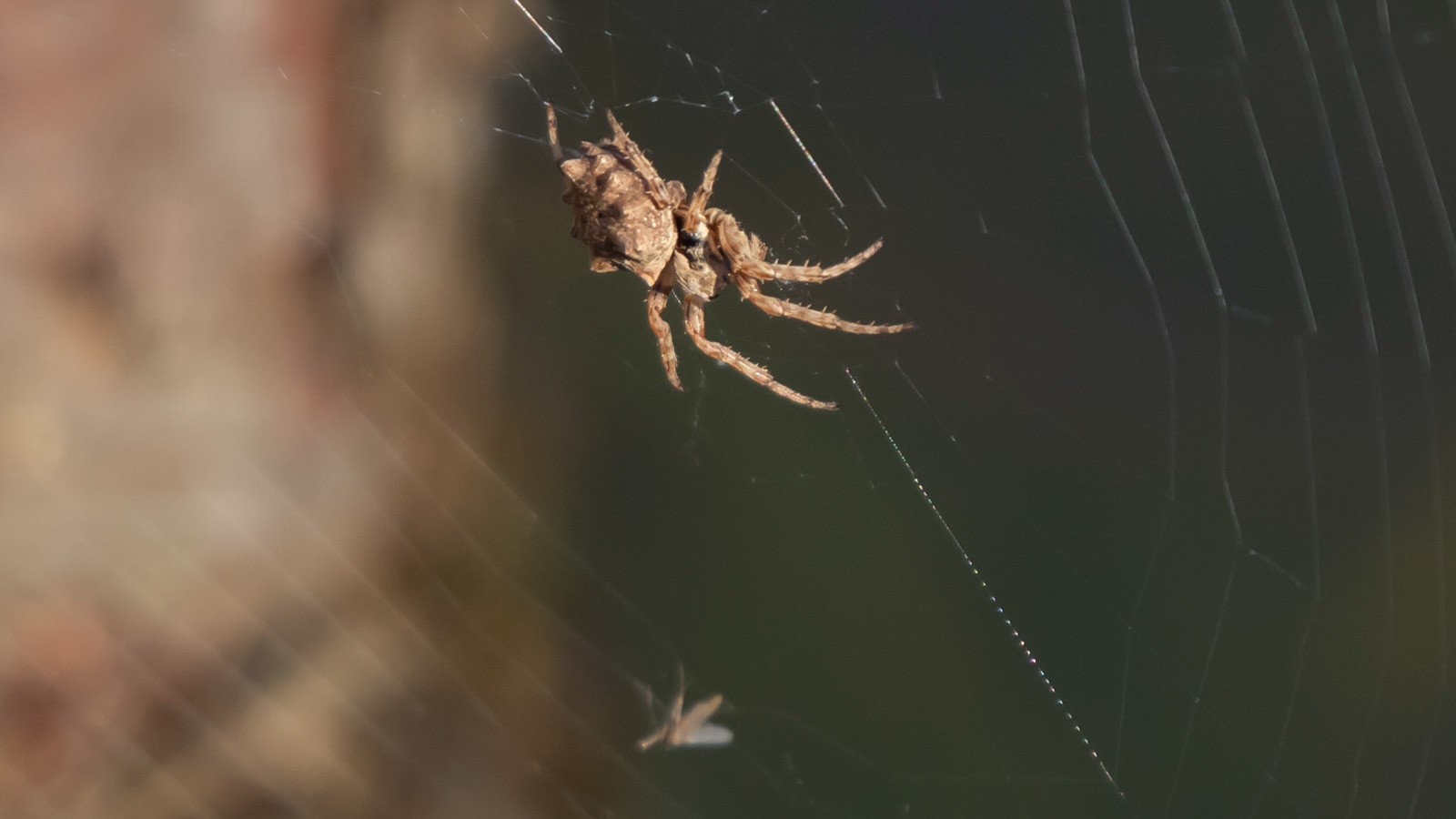 Starbellied orb weaver spider in its web