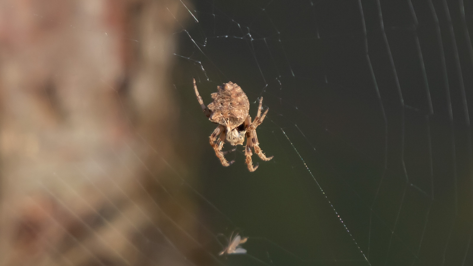Starbellied orb weaver spider in its web