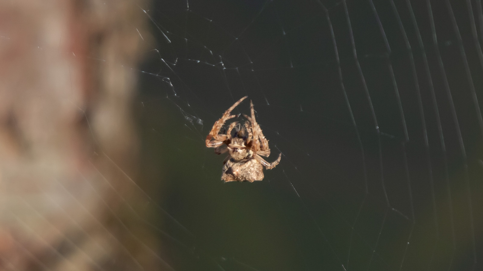 Starbellied orb weaver spider in its web