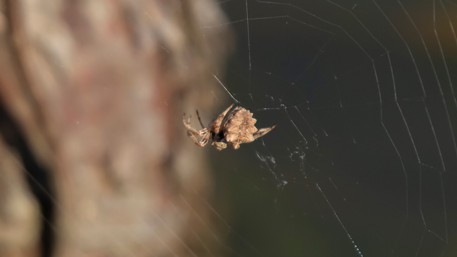 Starbellied orb weaver spider in its web