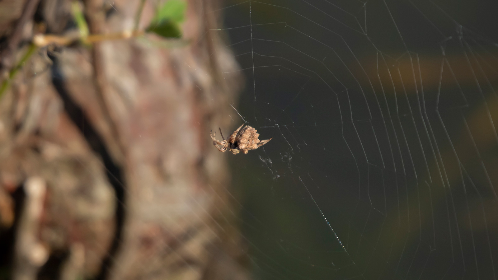 Starbellied orb weaver spider in its web