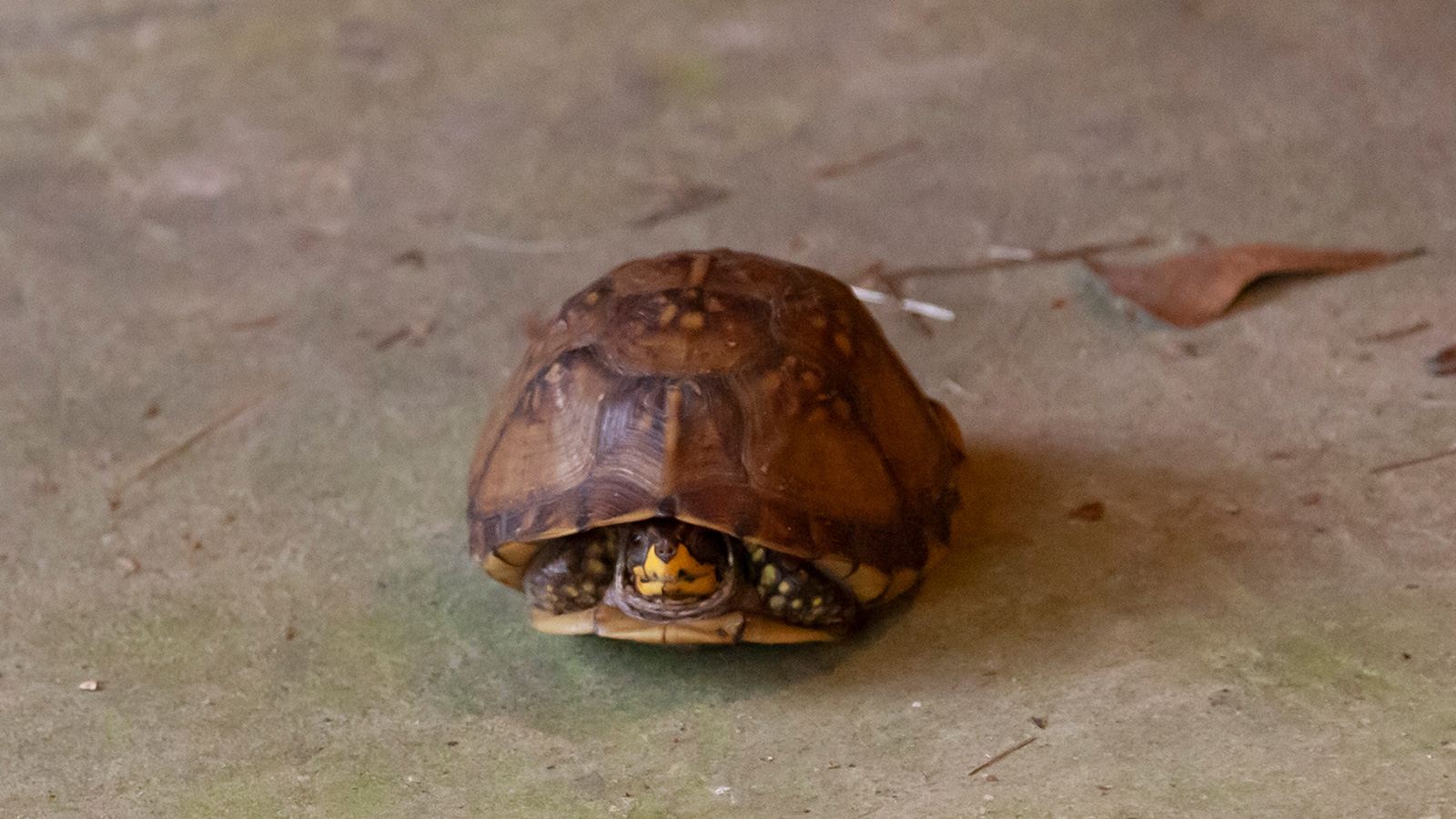 Three-Toed Box Turtle