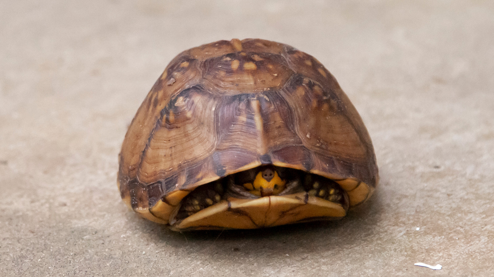 Eastern box turtle on concrete