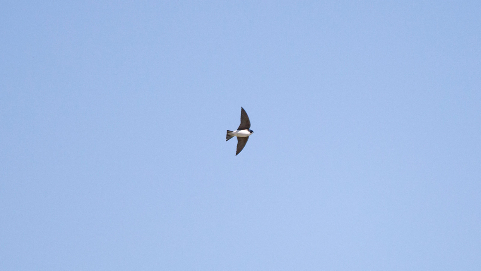 Tree swallow soaring through the sky
