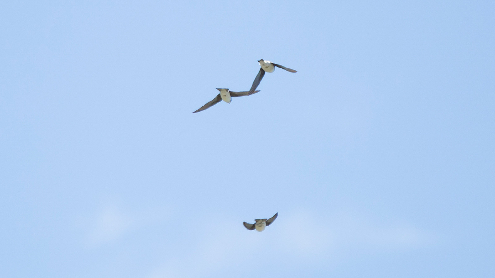 Tree swallow soaring through the sky