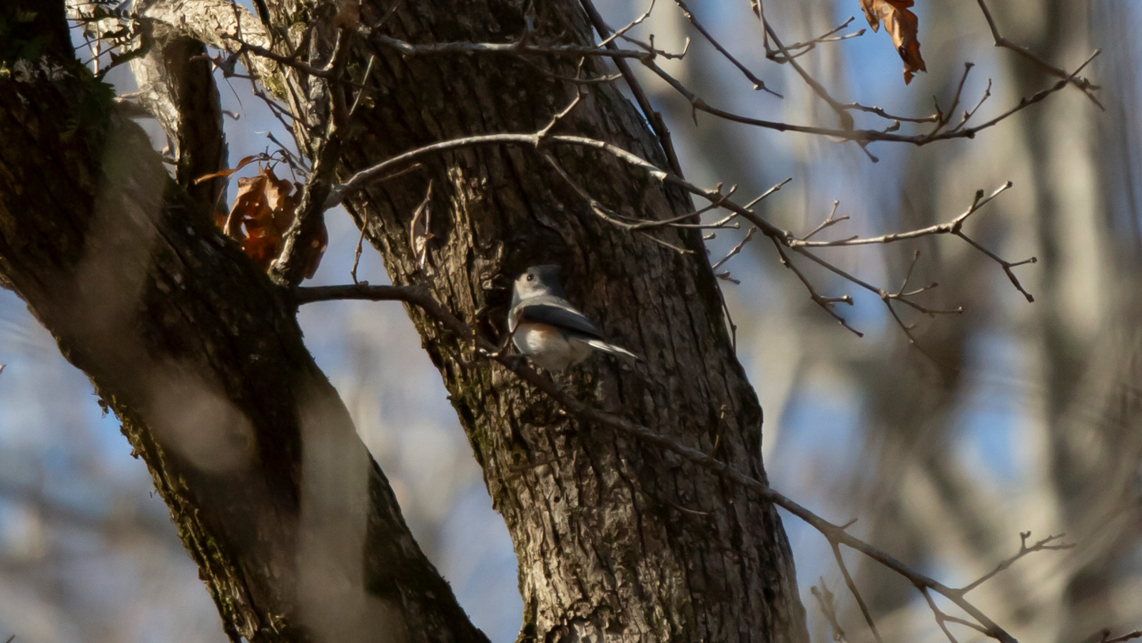 Tufted Titmouse