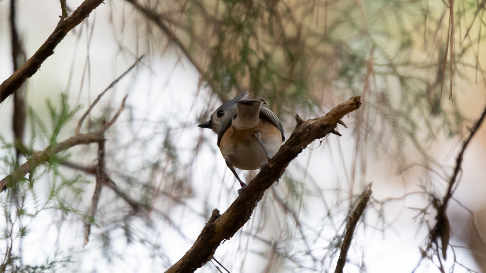 Tufted titmouse looking to the side