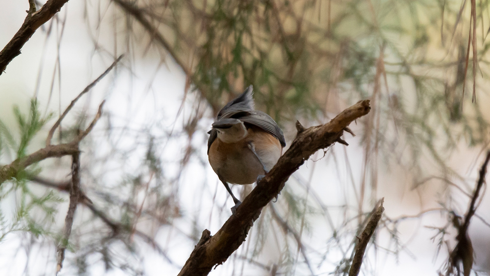 Tufted titmouse looking out from its perch on a branch