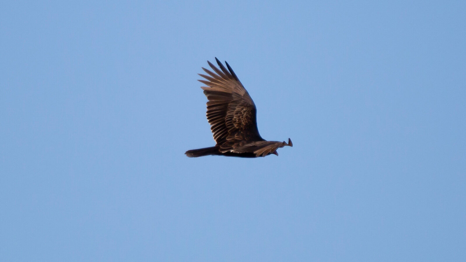 Turkey vulture soaring through blue sky