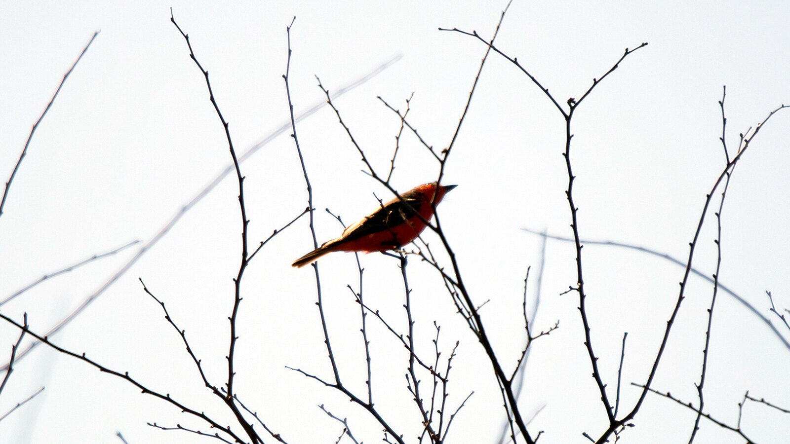 Vermillion flycatcher perched in a bare tree
