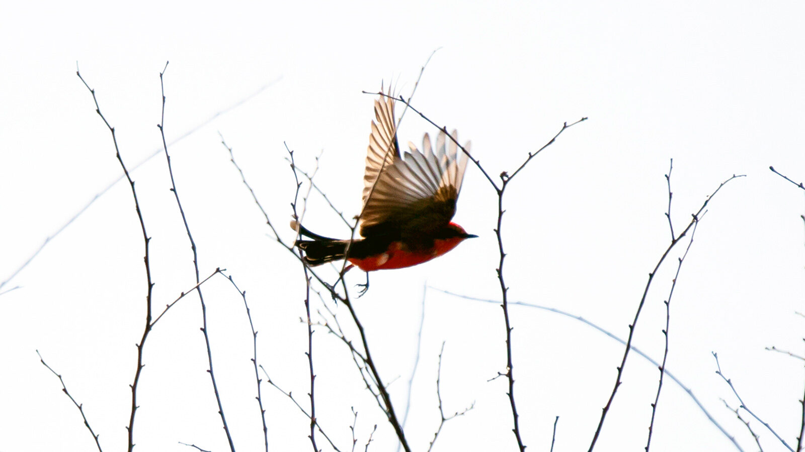 Vermillion flycatcher flying