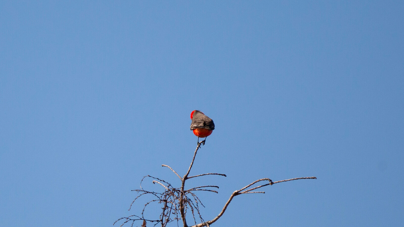 Vermillion flycatcher perched on top of a bare tree