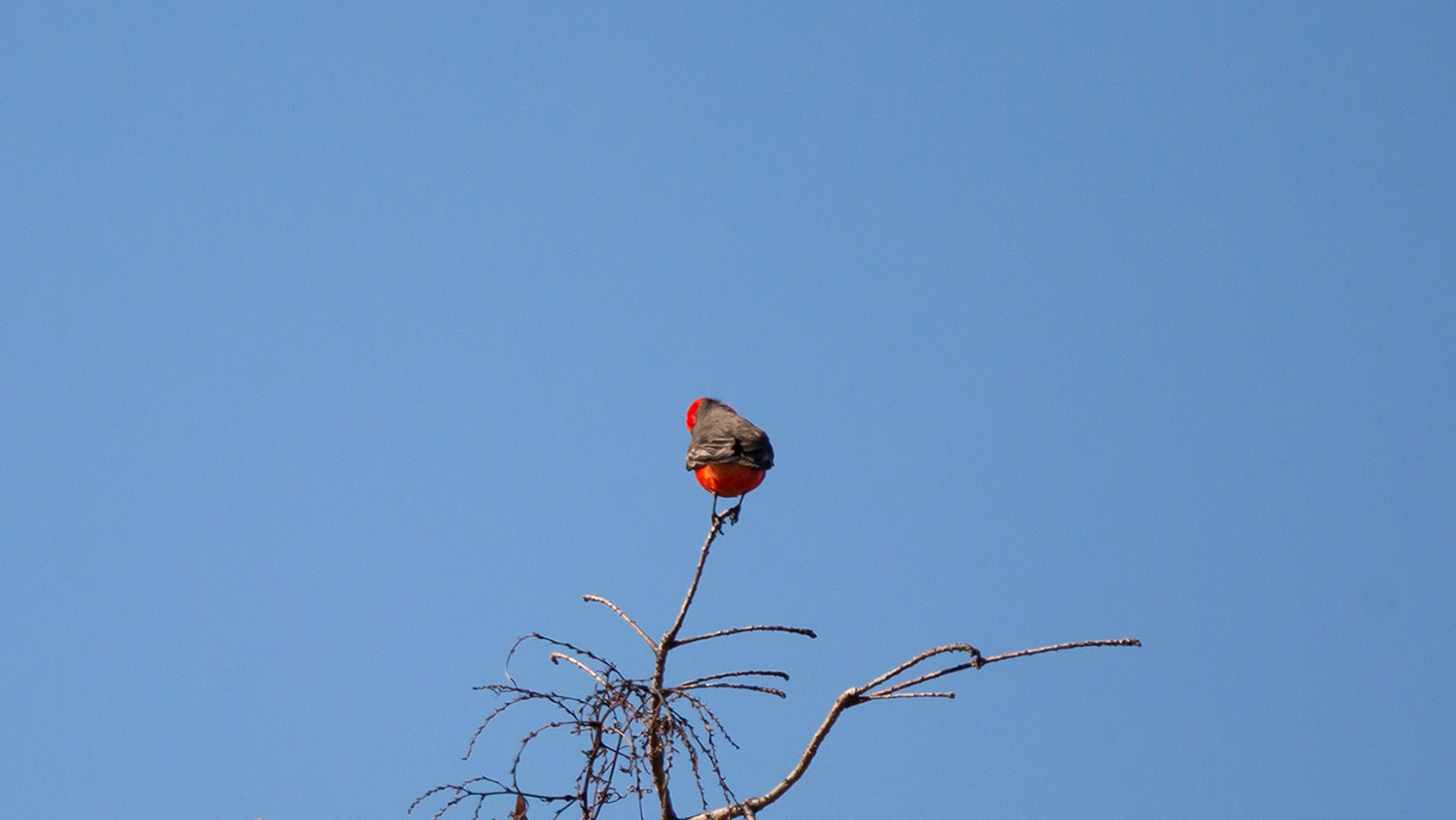 Vermilion Flycatcher