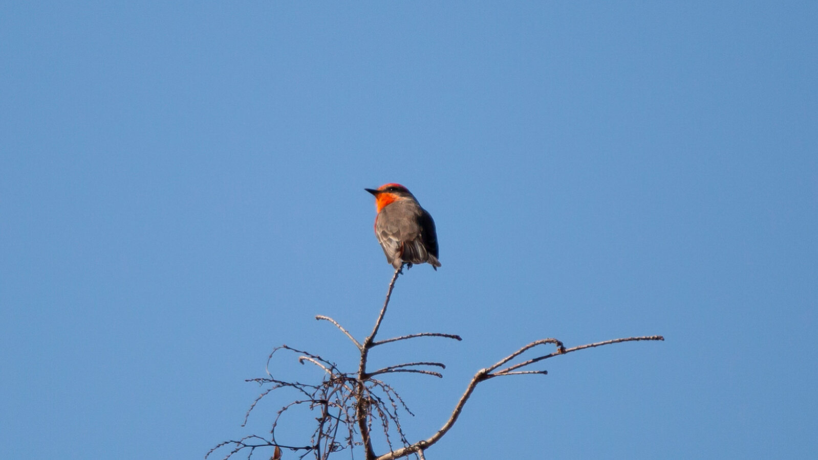 Vermillion flycatcher perched on top of a bare tree