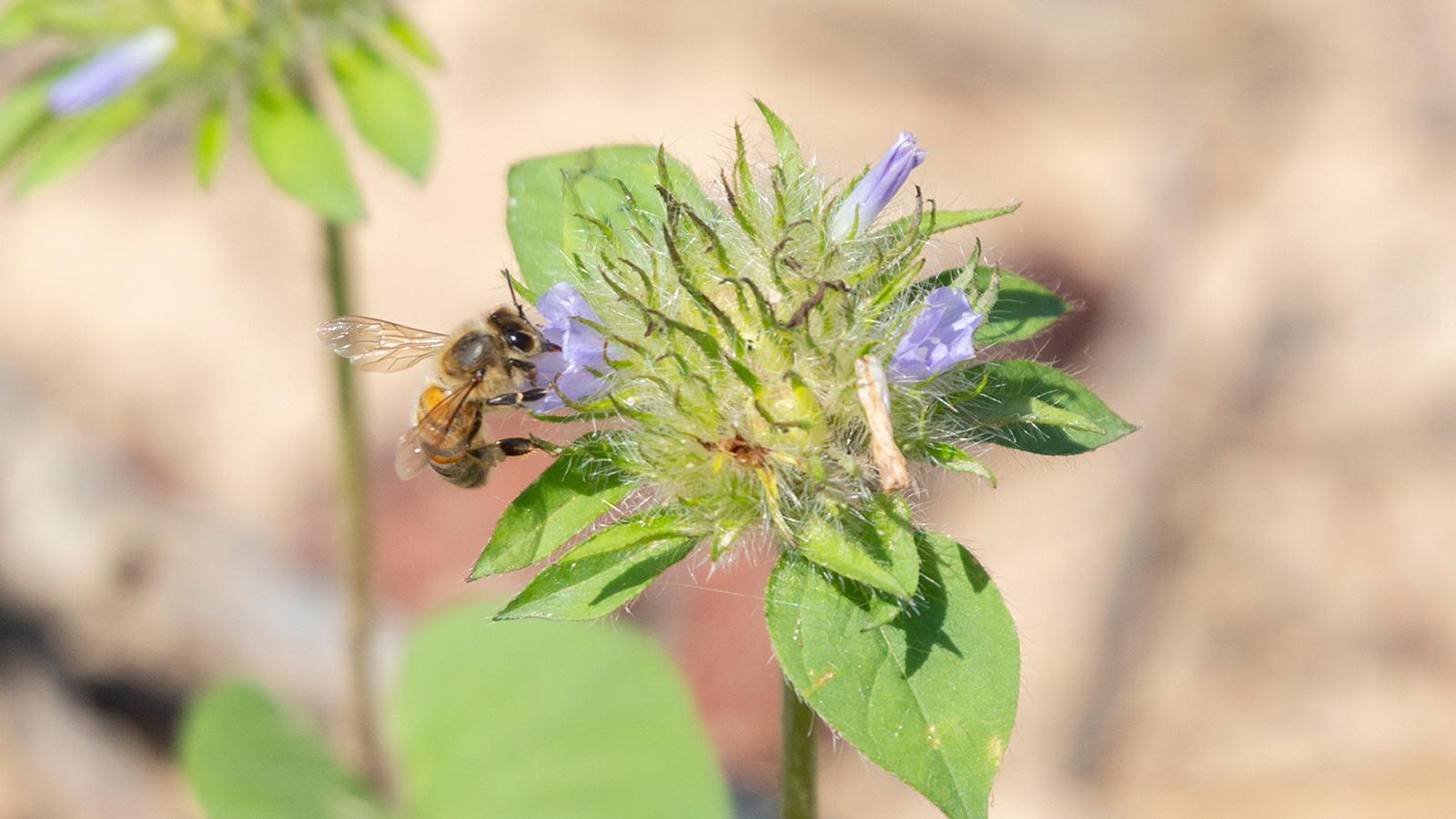 Western Honeybee